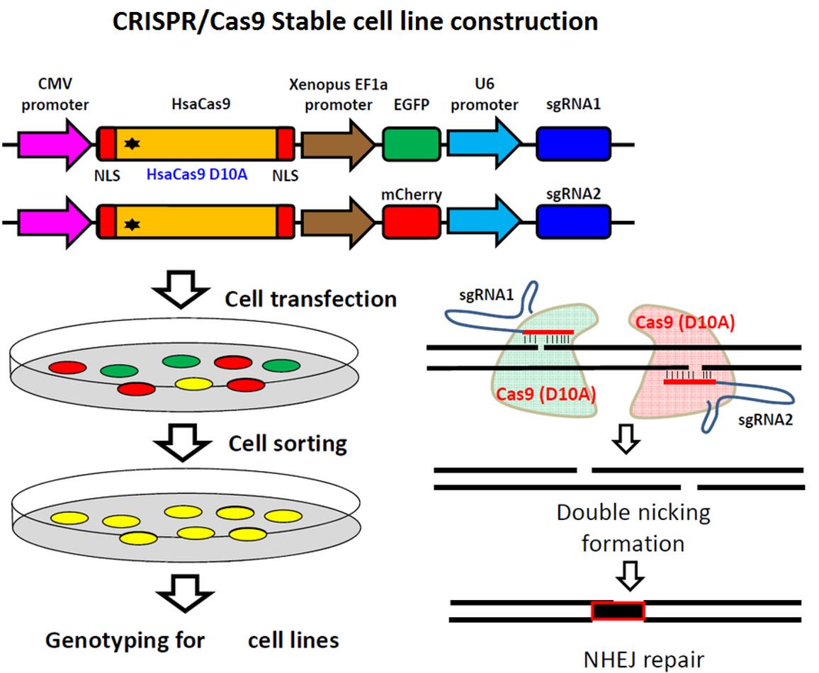 CRISPER-CAS系统稳转细胞系构建
