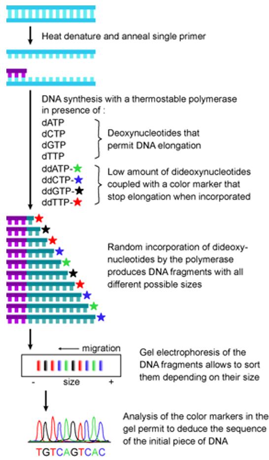 PCR-seq
