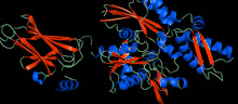 Alpha Synuclein 蛋白