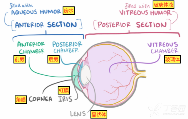 眼睛的类型图解 3263029778160767758-8w.png!w640