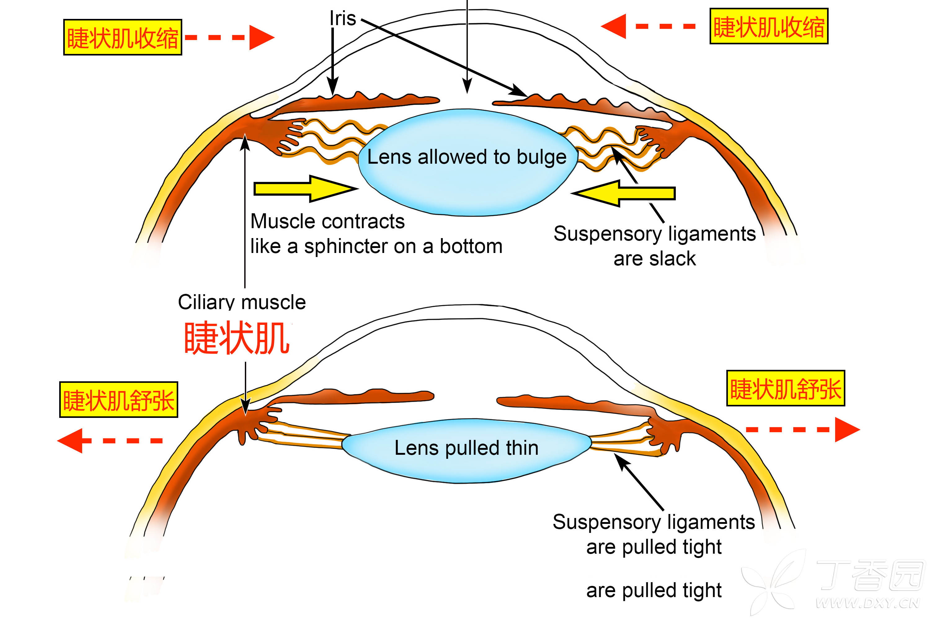 优质通俗易懂解释睫状肌收缩时,悬韧带松弛,晶状体变凸(图解)