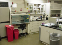 原代/传代细胞培养