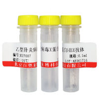 北京兔抗Bcl-2蛋白抗体厂家