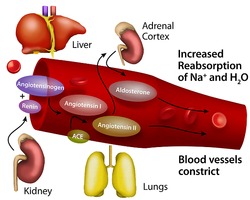 人血管紧张素II