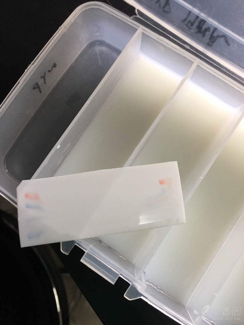 wb转膜后marker弥散是怎么回事