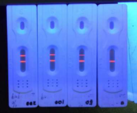 稀土金属EU荧光微球