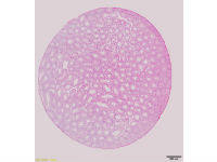 细胞HE染色实验_方法_步骤