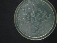 小鼠杂交瘤细胞；4D11直销