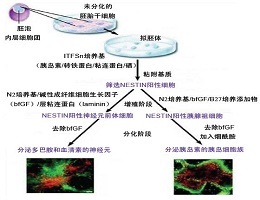干细胞诱导分化