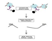 染色质免疫共沉淀（Chip）