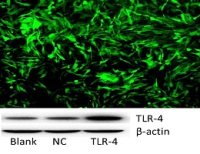 过表达慢病毒服务