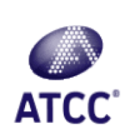 人肾细胞腺癌细胞，769-P