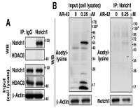 免疫共沉淀（Co-IP）