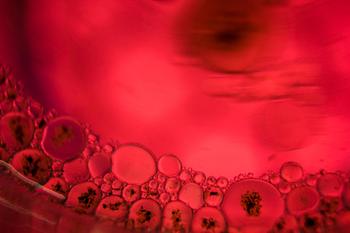 小鼠胚胎细胞；RMD9图片