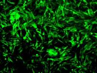 miRNA慢病毒服务