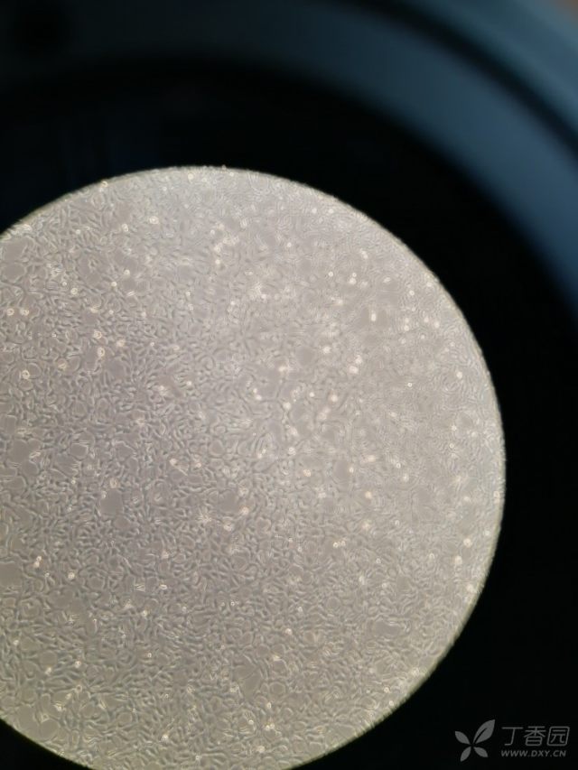 暮雨晨曦167c  这是显微镜下的细胞图