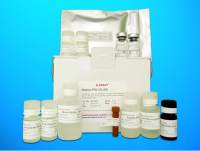 BAG family molecular chaperone regulator 4 (BAG4) ELISA Kit, Human