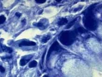 ScienCell细胞，ATCC细胞雅吉生物一级代理