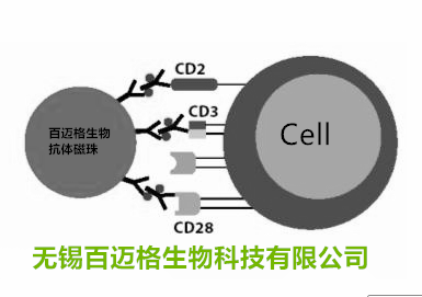 CD14抗体磁珠