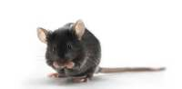 HBV 转基因小鼠