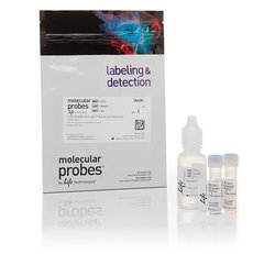 LIVE/DEAD™ BacLight™ Bacterial Viability Kit, for microscopy 货号L7007