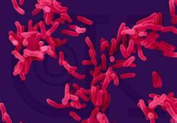 紫红链霉菌图片