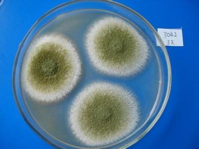 孢吸水链霉菌图片