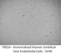 小鼠真皮成纤维细胞