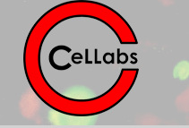Cellabs沙眼衣原体间接免疫荧光检测试剂