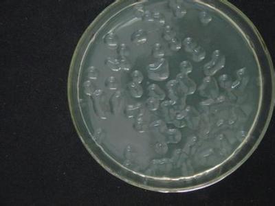 凝结芽孢杆菌图片