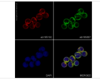 abcam-Mannose Receptor[EPR6828(B)] (Alexa Fluor®