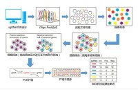 高通量基因组编辑/CRISPR Screen/全基因组CRISPR