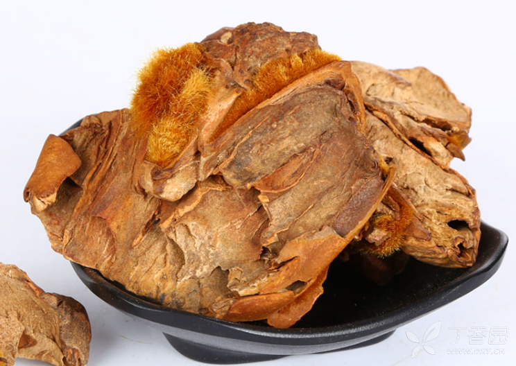 中医(专长)医师资格证书,每日一味学中药——狗脊