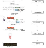 基因表达谱芯片