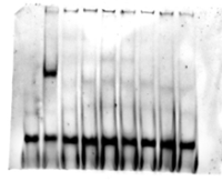 凝胶迁移（EMSA）