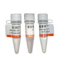 MEF2-GFP报告基因质粒厂家