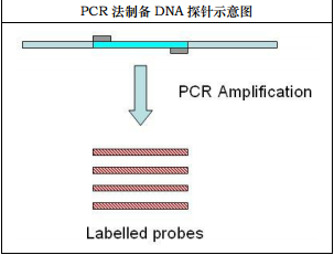 PCR法DNA探针标记试剂盒