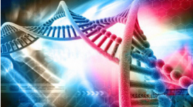 DNA电泳分子量标准2（DNA marker）