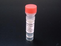 转化酸性卷曲含蛋白质2