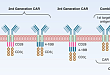 嵌合抗原受体-CAR