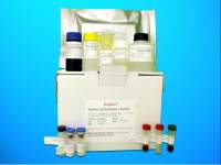 Transforming Growth Factor Beta 2 (TGFb2) ELISA Kit, Human