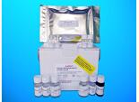 Eyes absent homolog 2 (EYA2) ELISA kit, Human