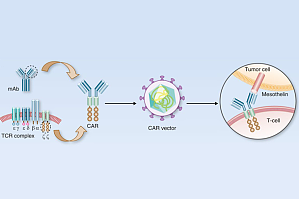 CAR-T 细胞免疫疗法