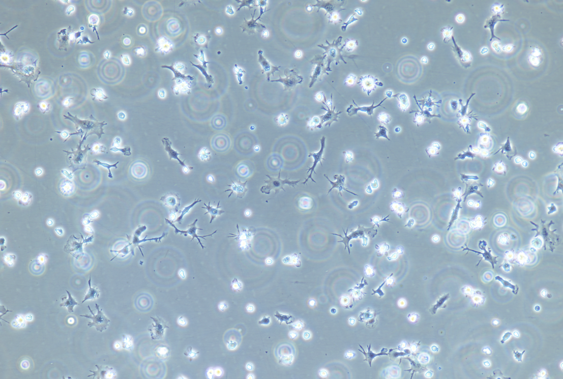 大鼠DC细胞/免疫荧光鉴定/镜像绮点（Cellverse）