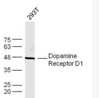 色氨酸羟化酶抗体TPH
