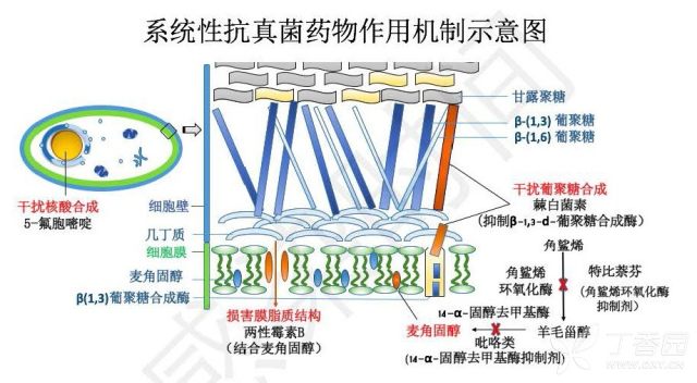 真菌药物学习笔记的副本(1)_页面_10.jpg