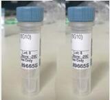 LYRM4LYRM4蛋白抗体