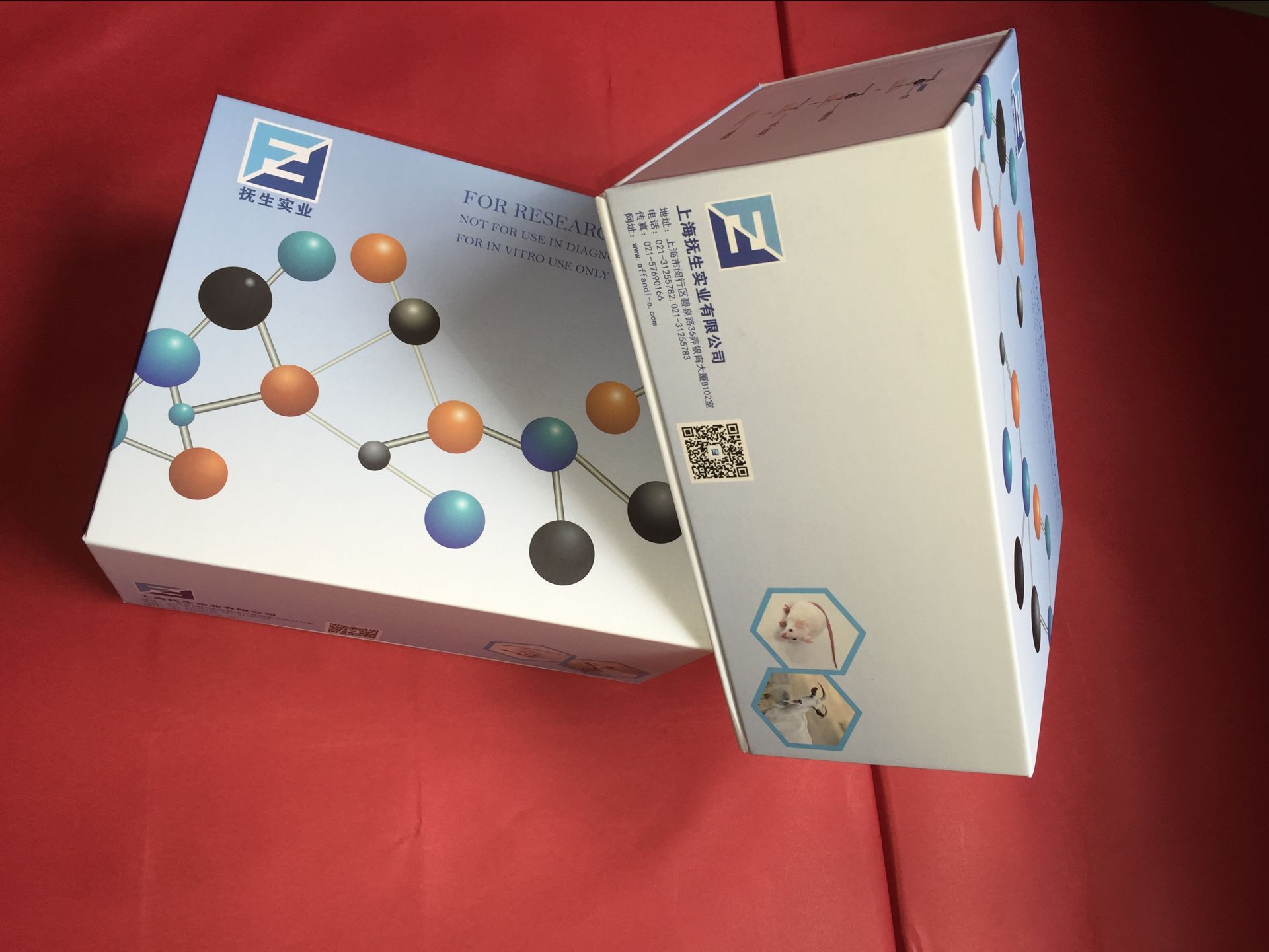 人14-3-3 蛋白 beta&#x2f;alpha(YWHAB)elisa检测试剂盒图片