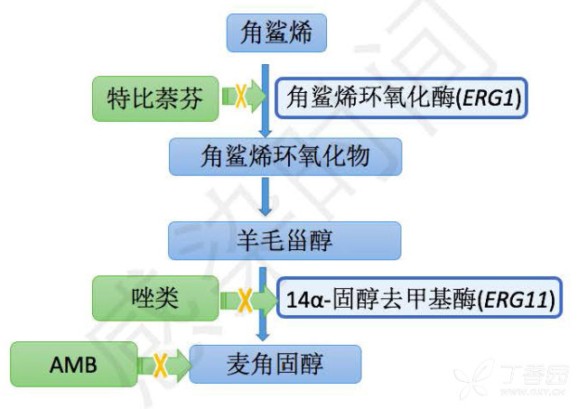 真菌药物学习笔记的副本(1)_页面_08.jpg