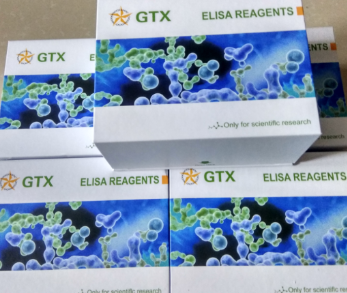 大鼠抗肌内膜抗体IgA(EMAIgA)PCR试剂盒
